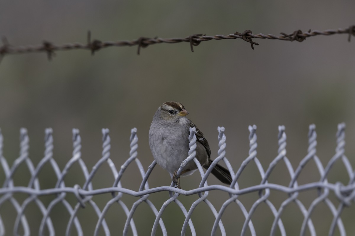 White-crowned Sparrow (Gambel's) - ML612350070