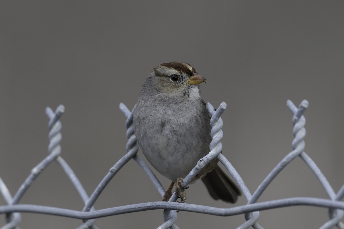 White-crowned Sparrow (Gambel's) - ML612350071