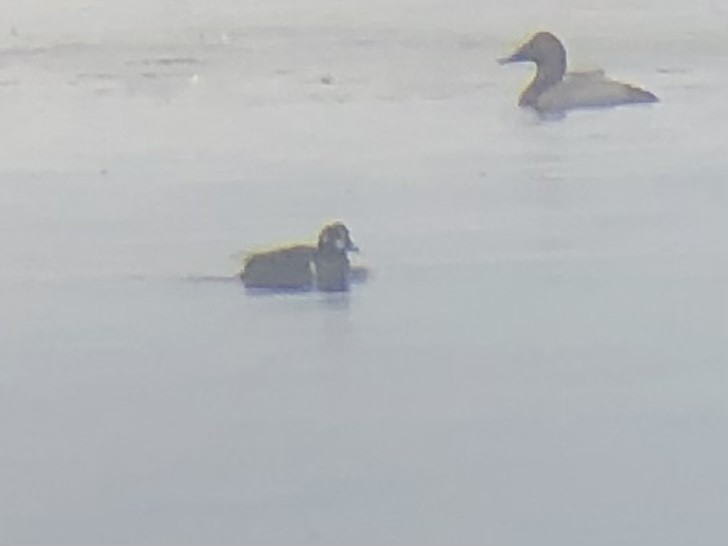 Harlequin Duck - ML612350082