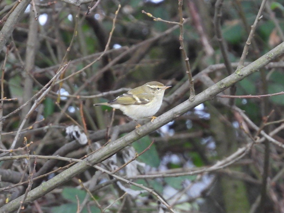 Yellow-browed Warbler - ML612350147