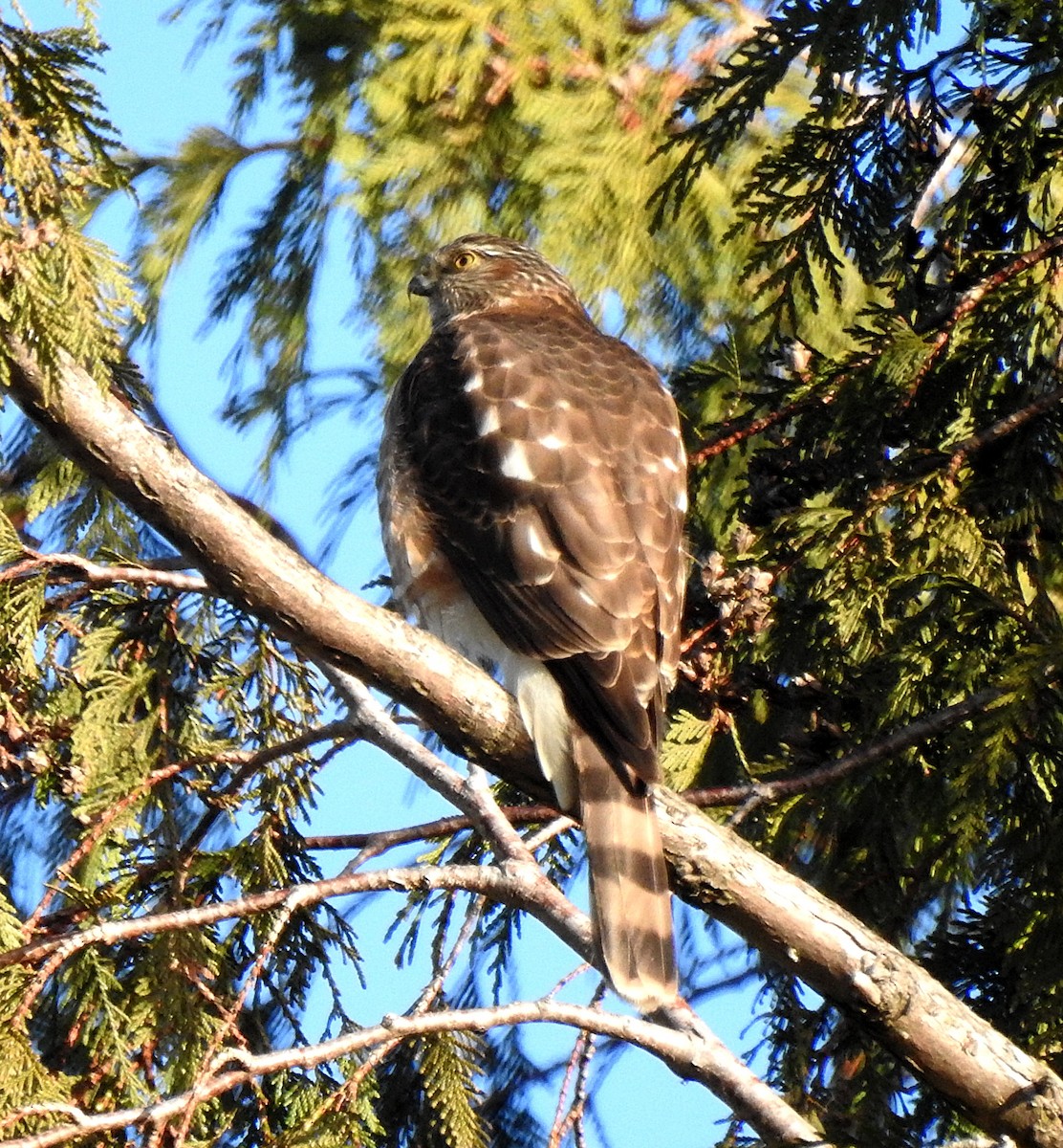 Sharp-shinned Hawk - Joel Schmidt