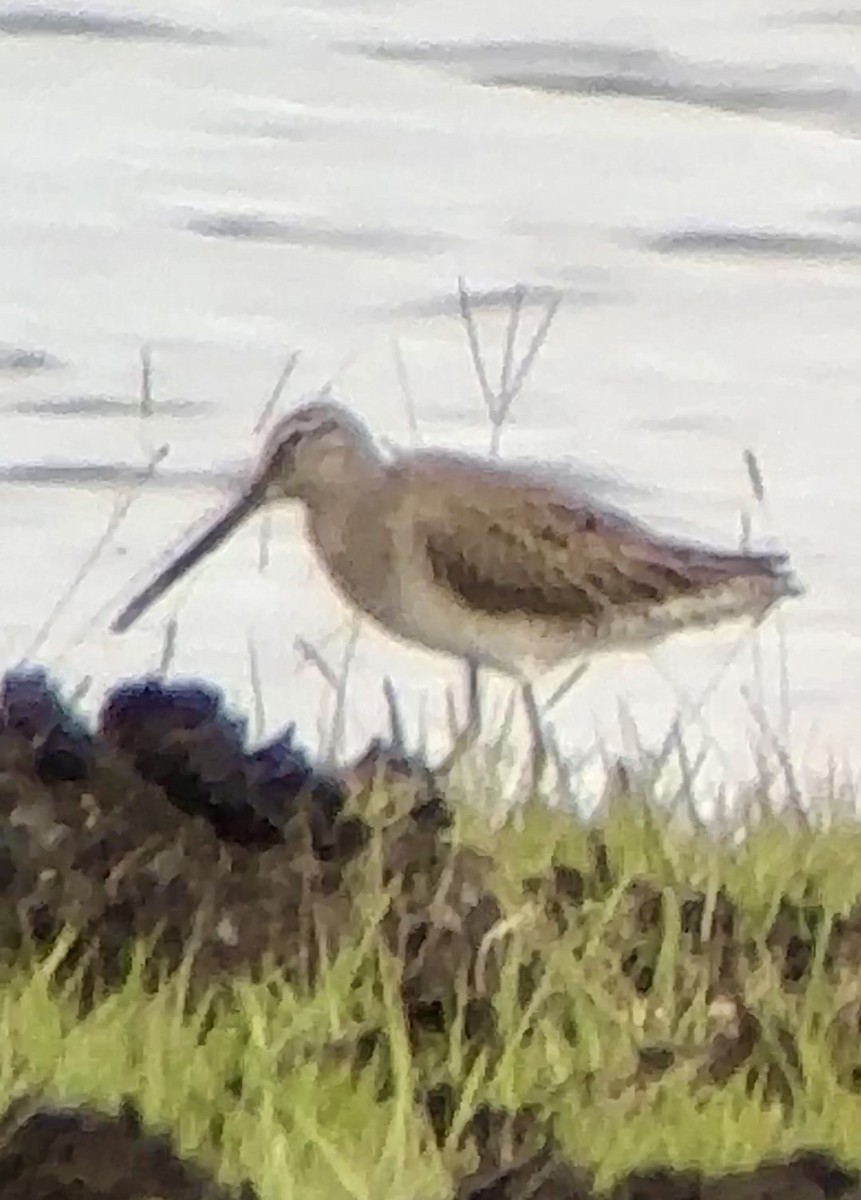 Long-billed Dowitcher - ML612350216