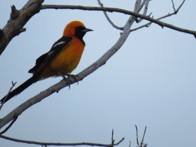 Hooded Oriole - ML612350229