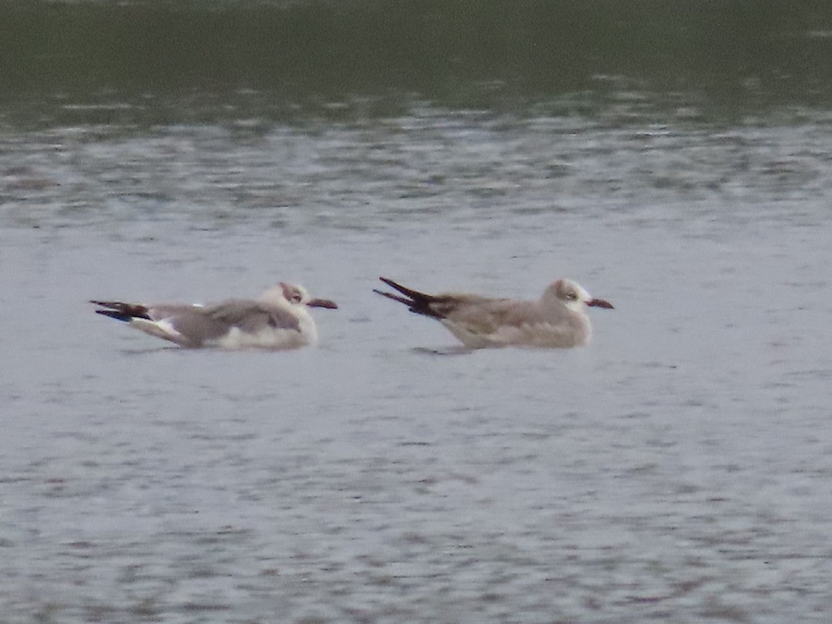 Laughing Gull - Héctor Cano