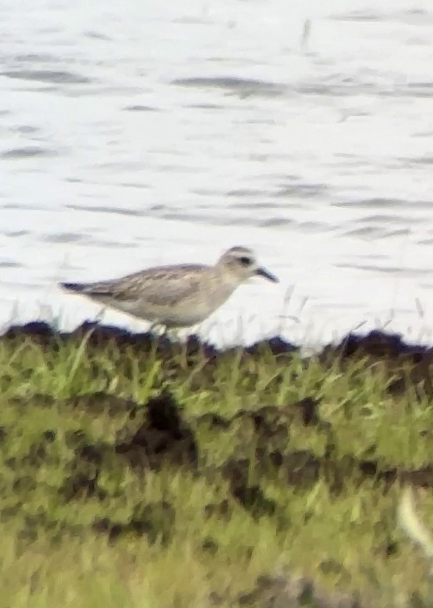 Black-bellied Plover - ML612350234