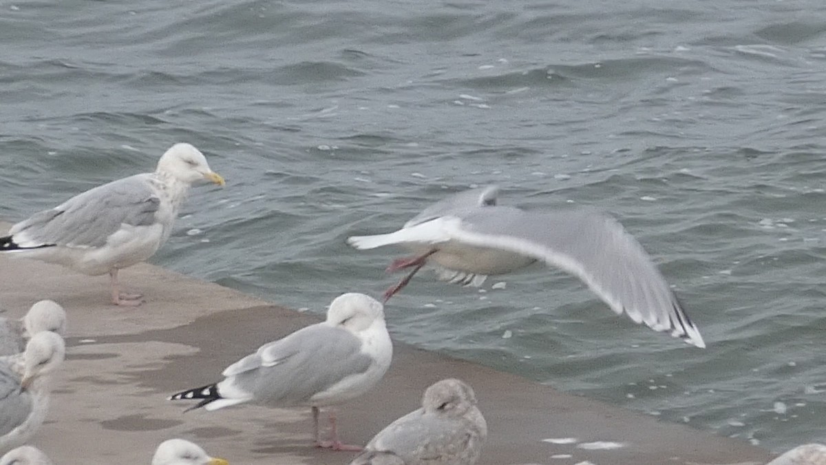 Iceland Gull (thayeri/kumlieni) - ML612350246