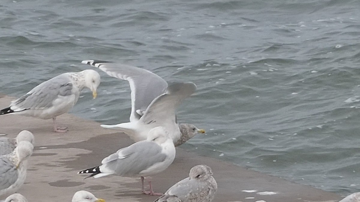 Iceland Gull (thayeri/kumlieni) - ML612350247