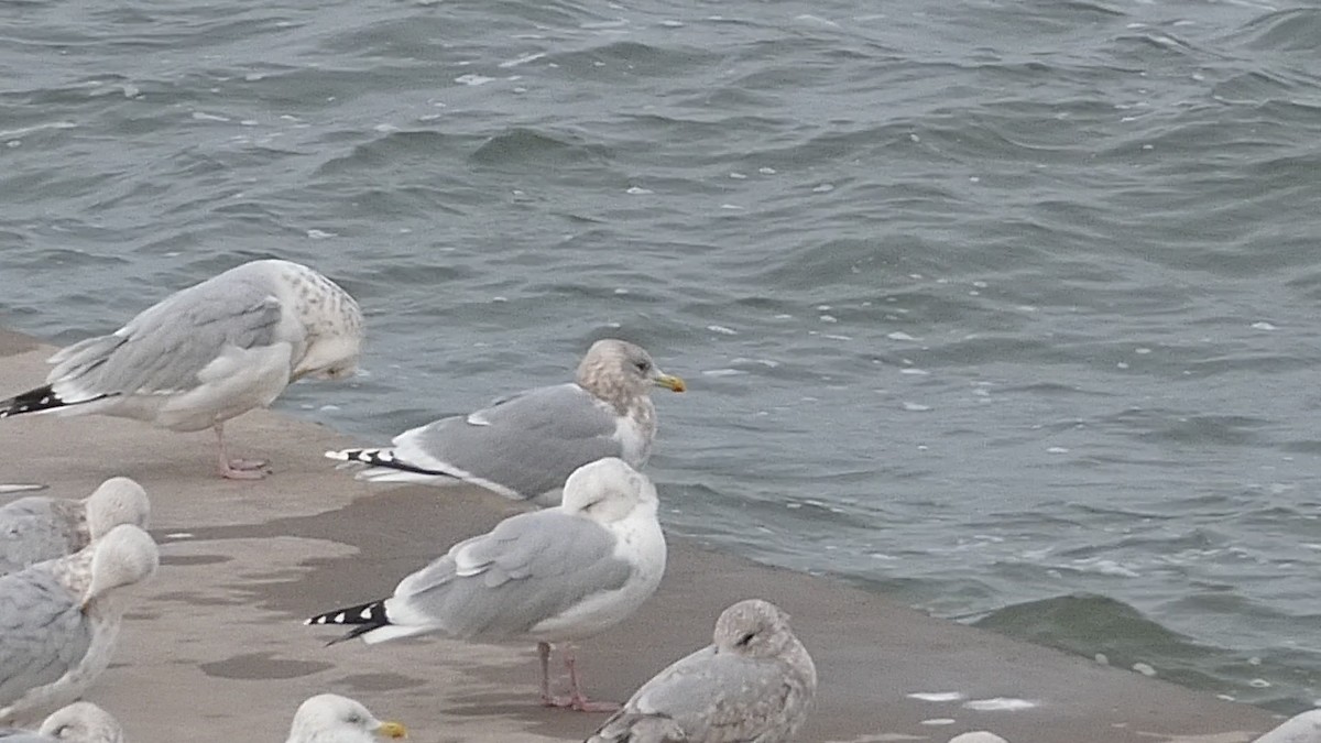 Iceland Gull (thayeri/kumlieni) - ML612350248