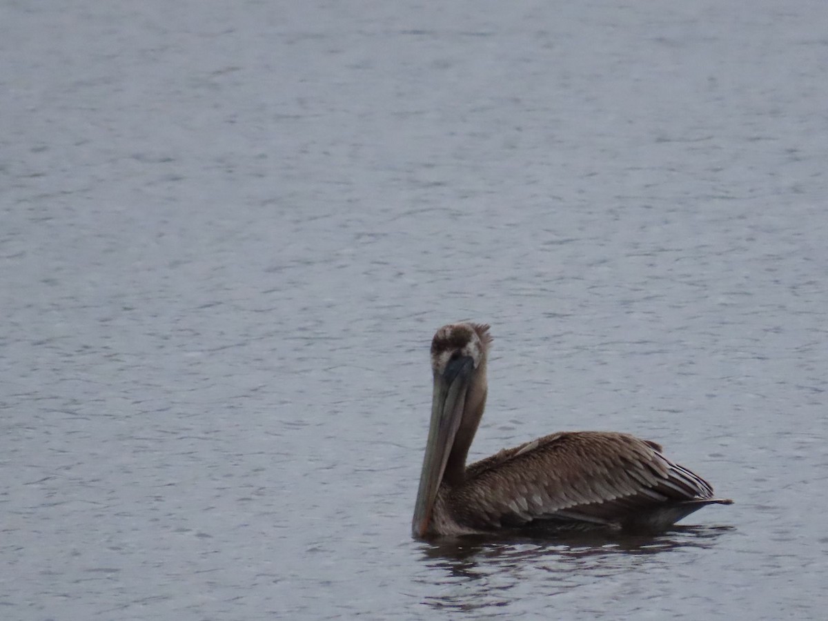 Brown Pelican - ML612350266