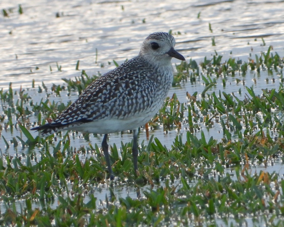 Black-bellied Plover - Mark Penkower