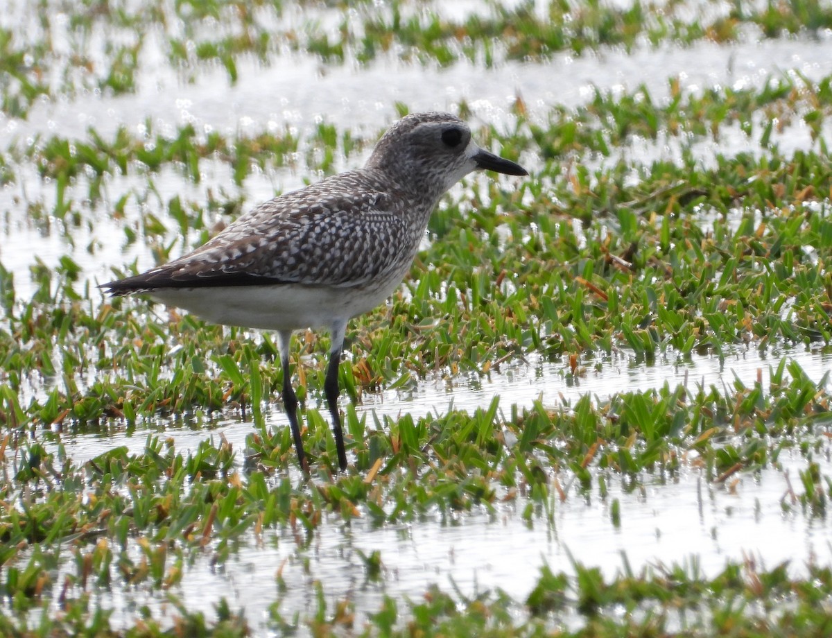 Black-bellied Plover - Mark Penkower