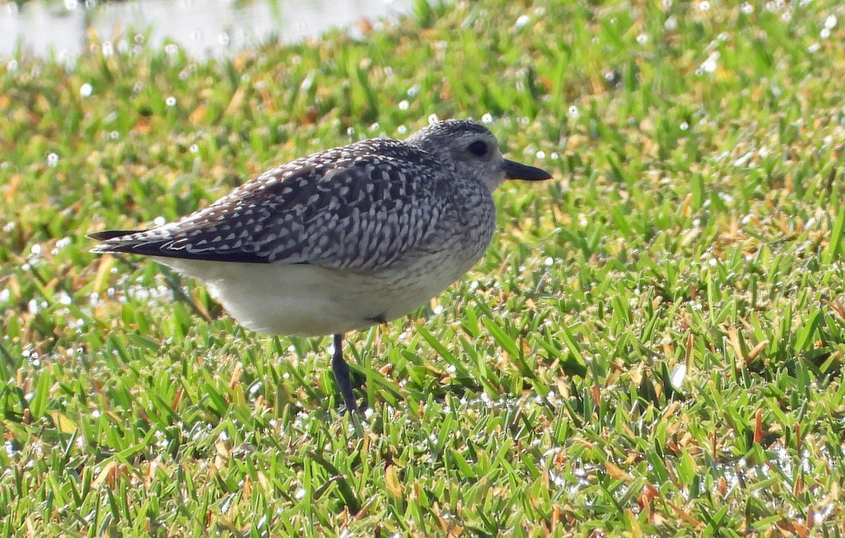 Black-bellied Plover - Mark Penkower