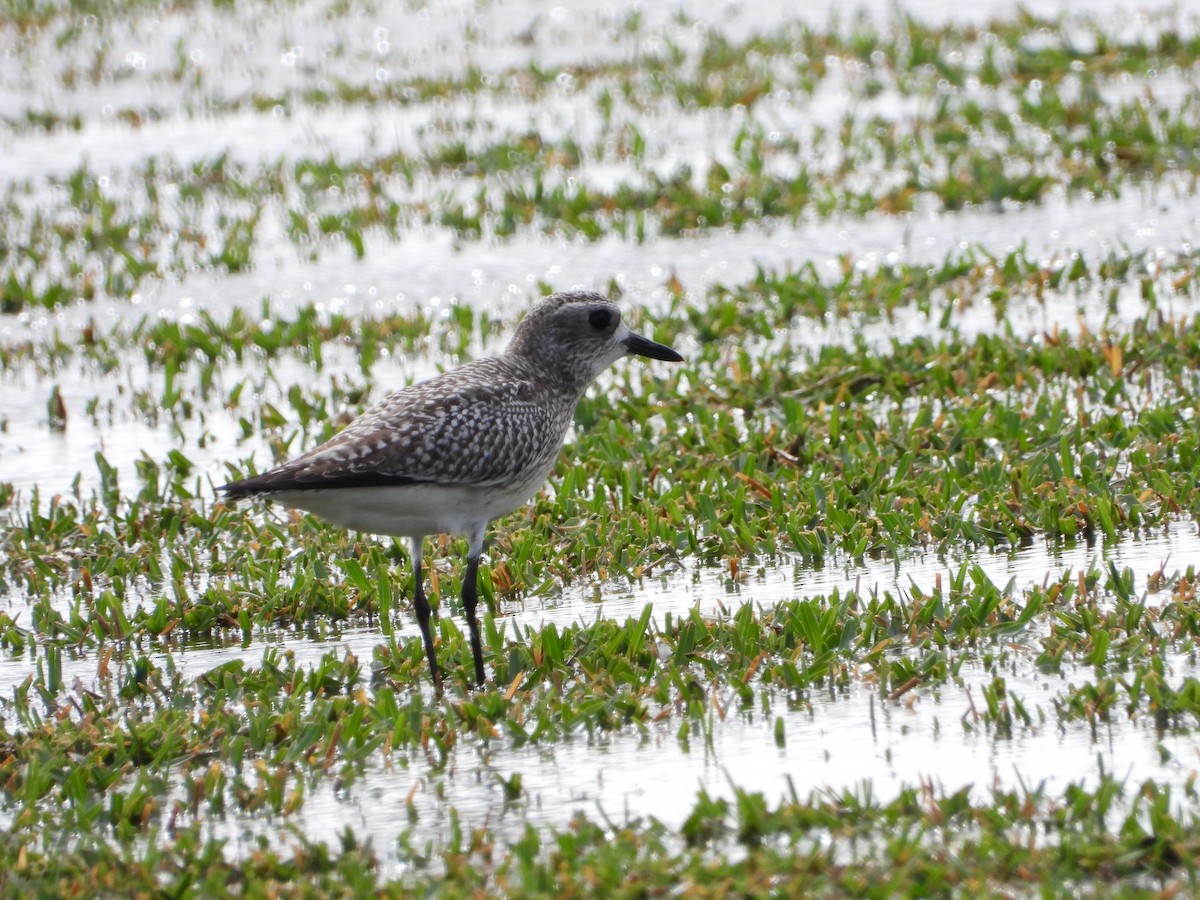 Black-bellied Plover - Mark Penkower