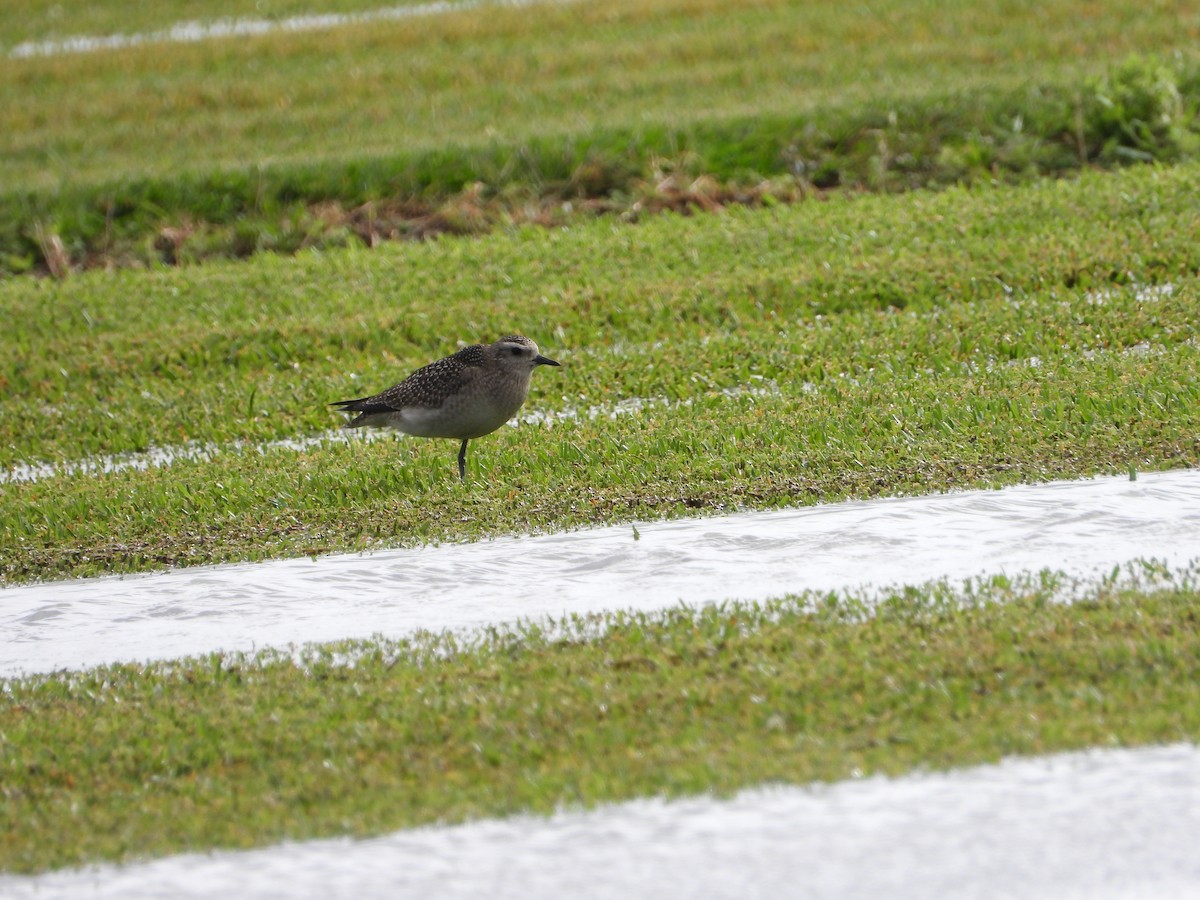 Black-bellied Plover - Mark Penkower