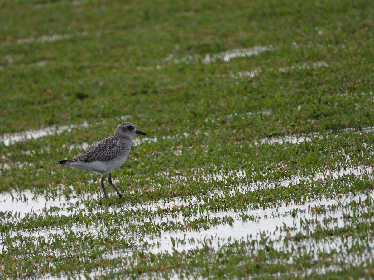 Black-bellied Plover - Mark Penkower