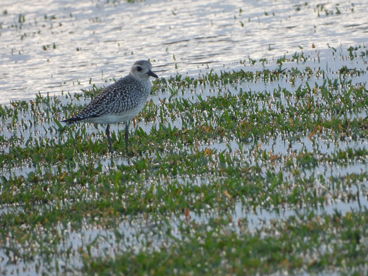 Black-bellied Plover - Mark Penkower