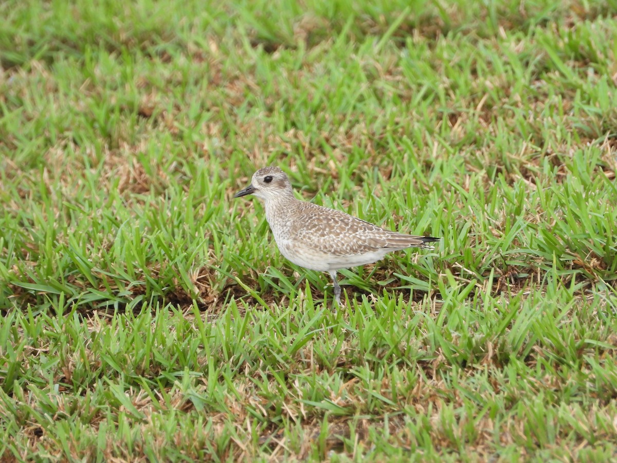 Black-bellied Plover - Mark Penkower