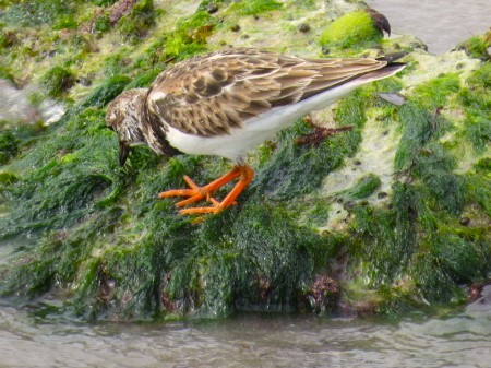 Ruddy Turnstone - ML612350307