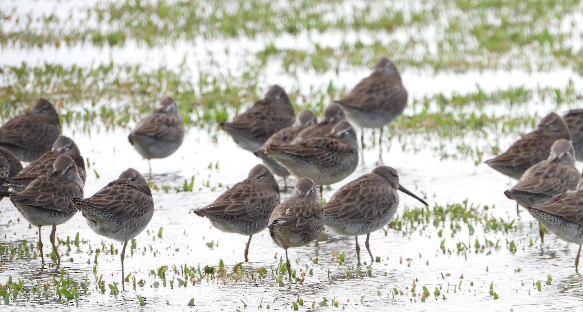 Long-billed Dowitcher - Mark Penkower