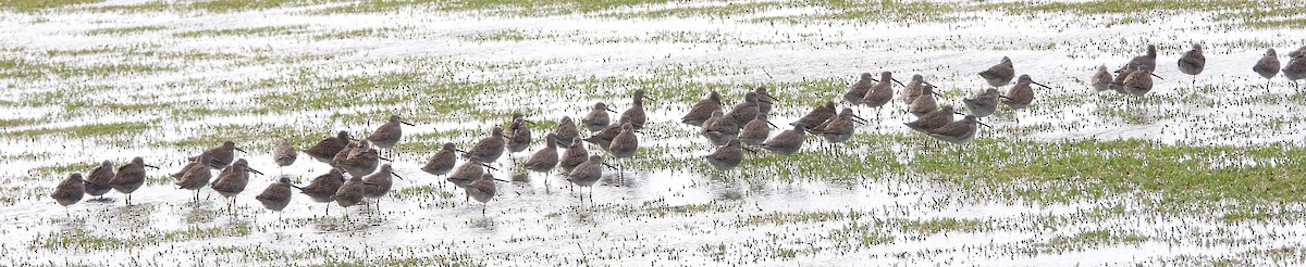 Long-billed Dowitcher - ML612350315