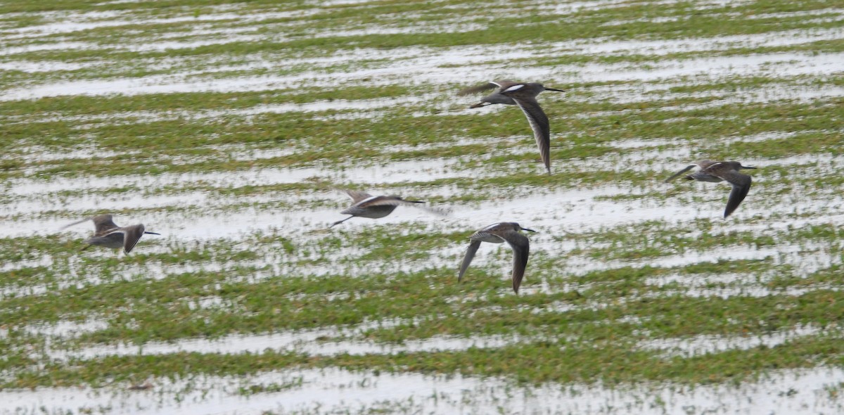 Long-billed Dowitcher - ML612350317