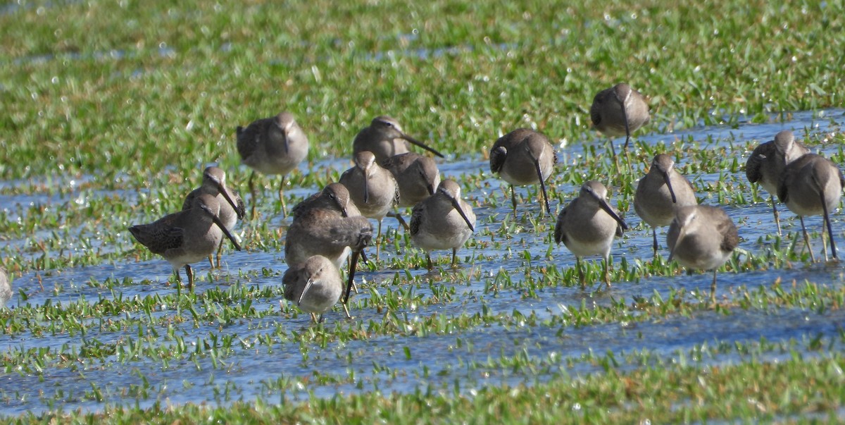 Long-billed Dowitcher - Mark Penkower