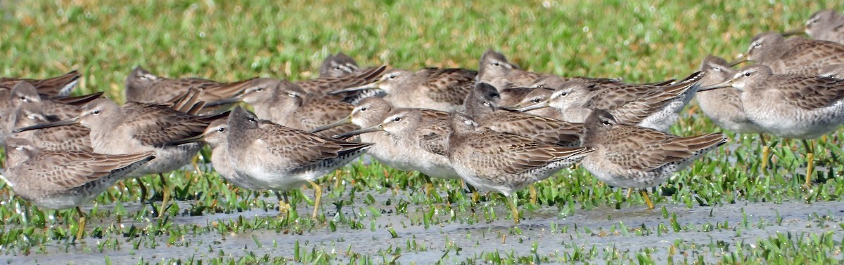 Long-billed Dowitcher - Mark Penkower