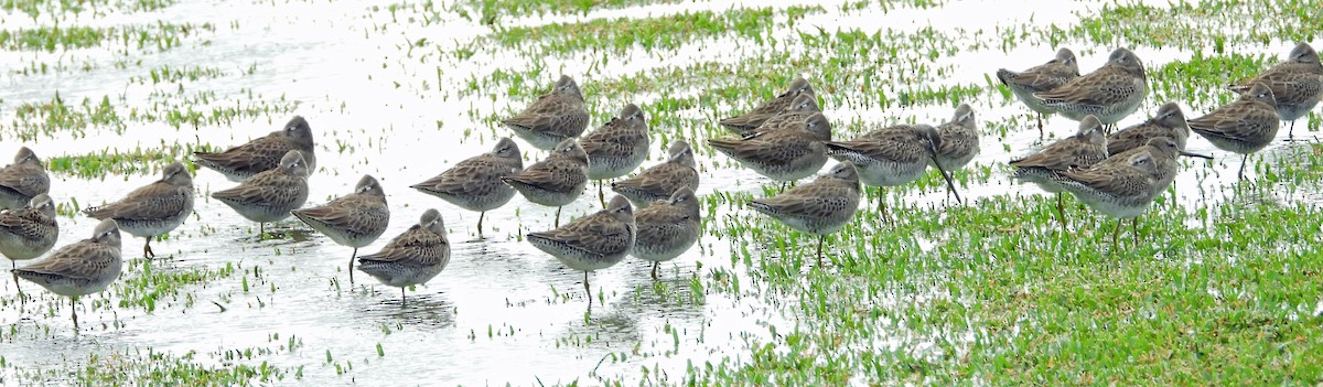 Long-billed Dowitcher - ML612350321