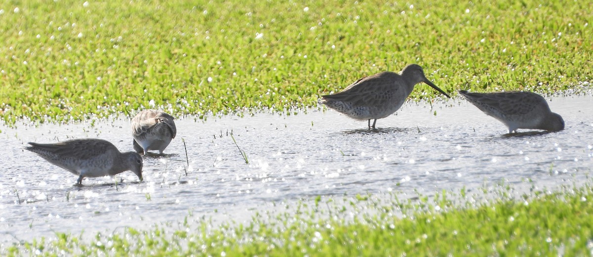 Long-billed Dowitcher - ML612350322