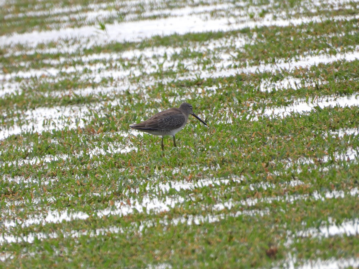 Long-billed Dowitcher - ML612350324