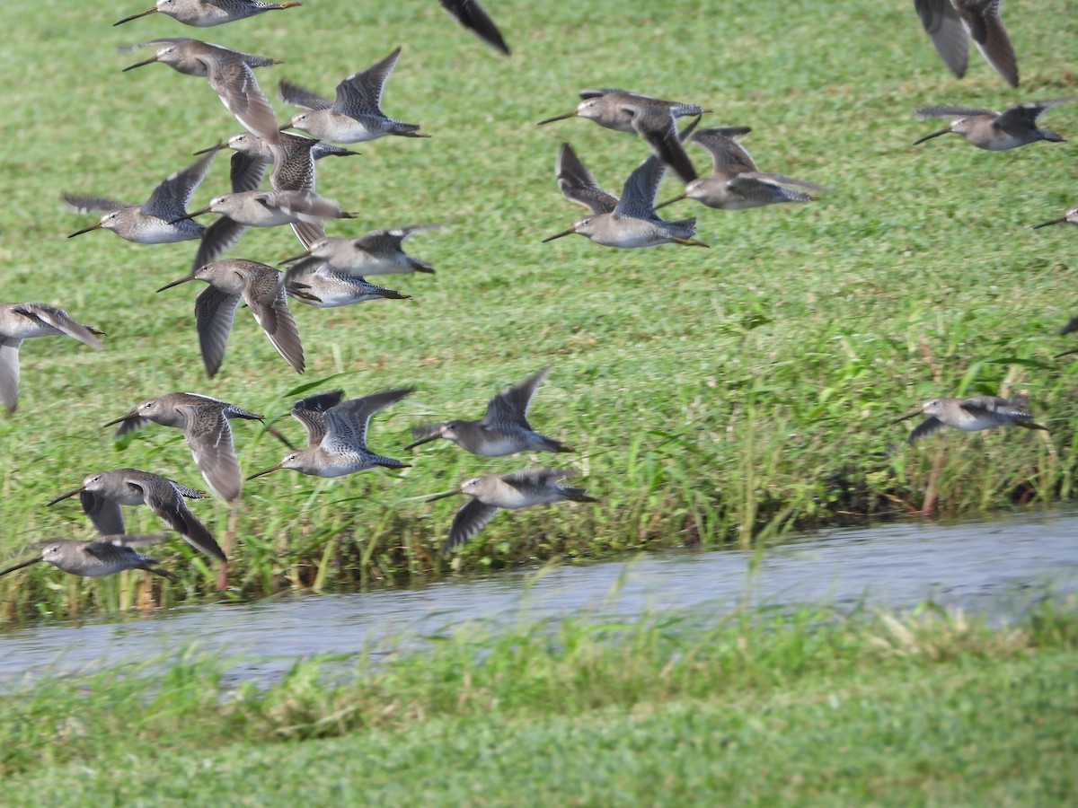 Long-billed Dowitcher - ML612350325