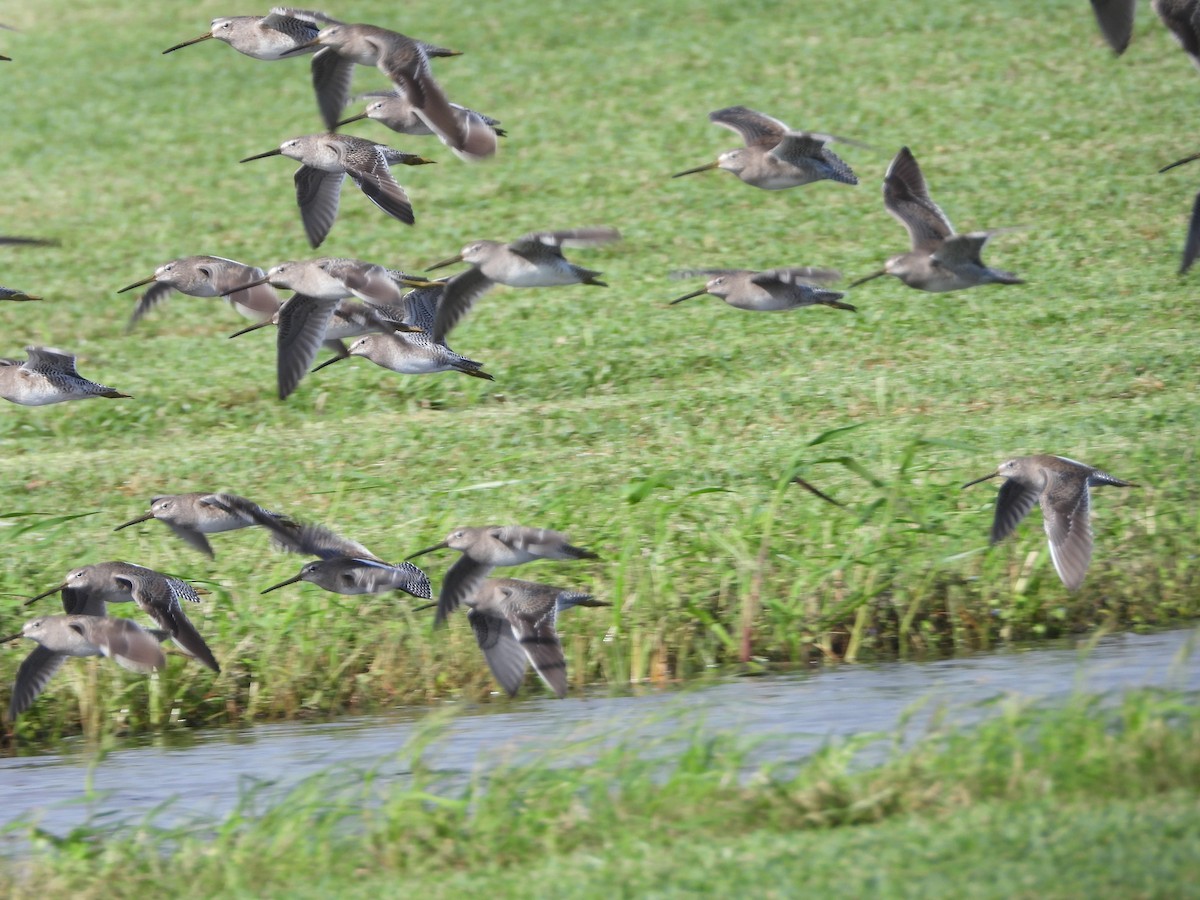 Long-billed Dowitcher - Mark Penkower