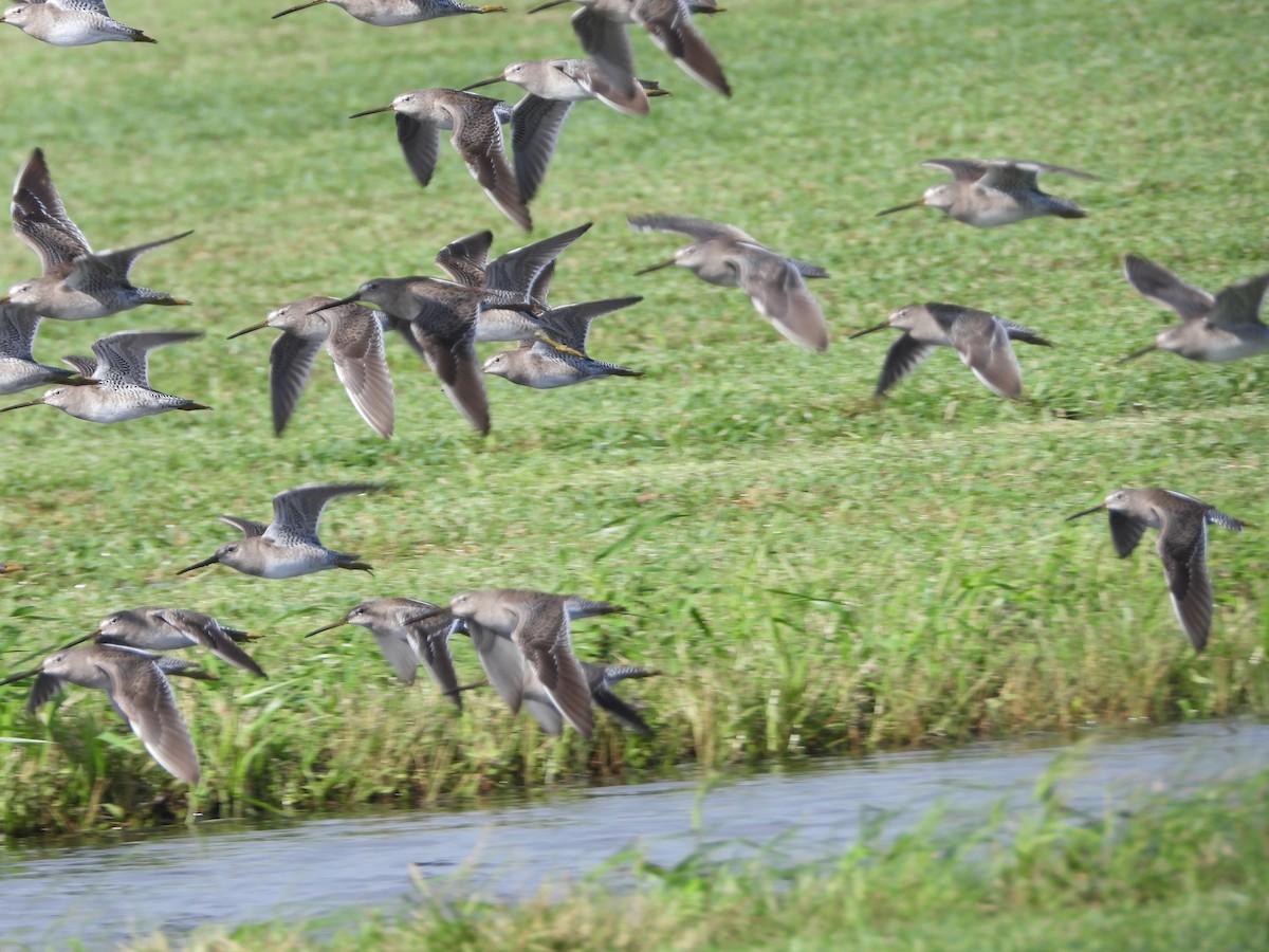 Long-billed Dowitcher - ML612350327