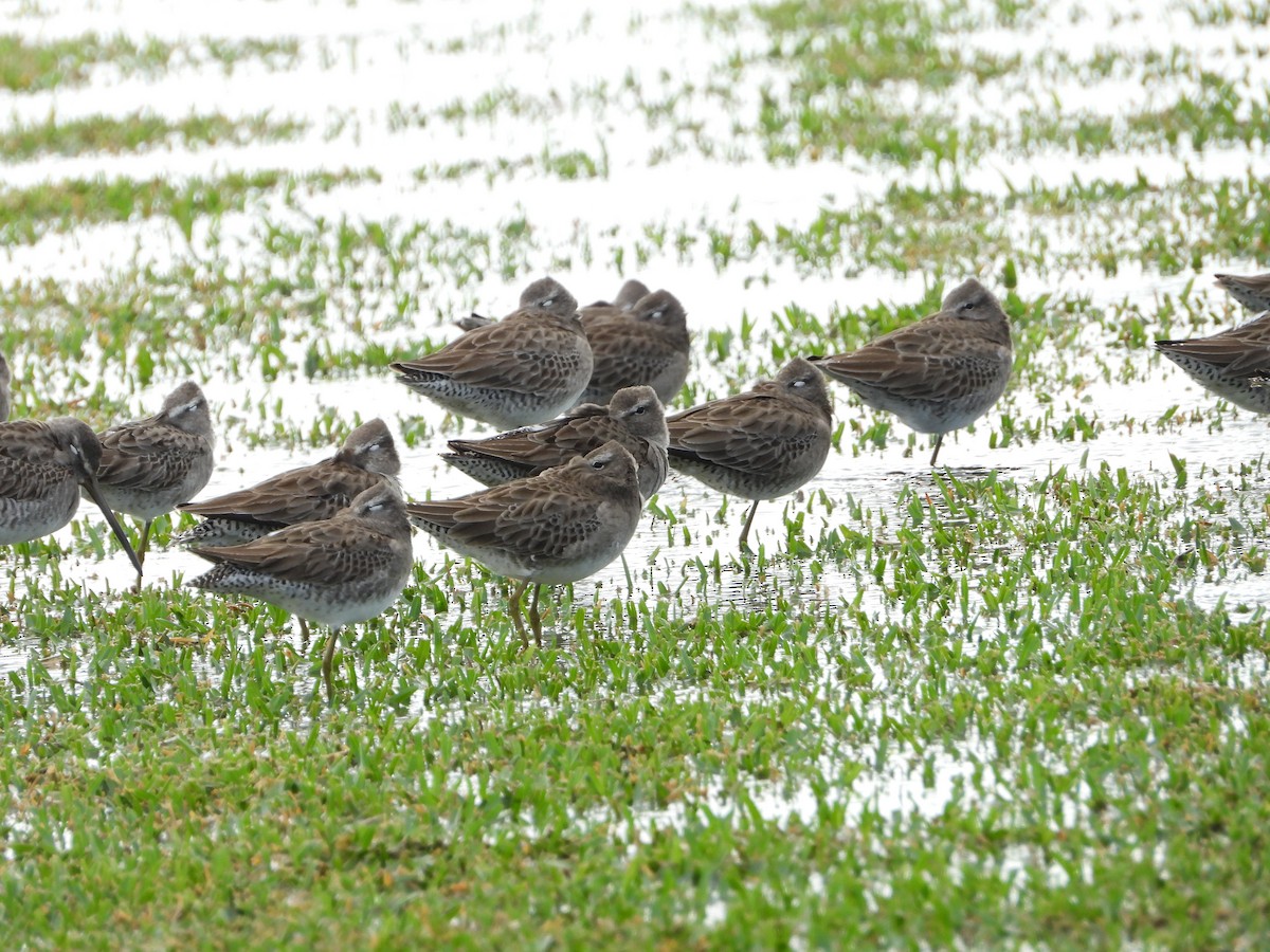 Long-billed Dowitcher - Mark Penkower