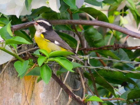 Social Flycatcher - Mark Freeburg