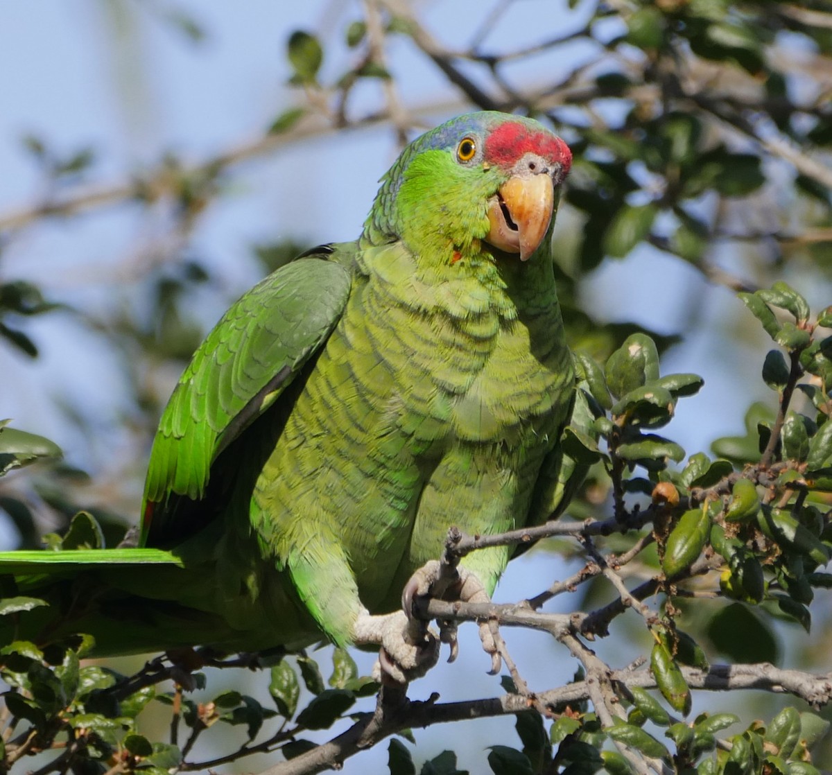 Lilac-crowned Parrot - ML612350402
