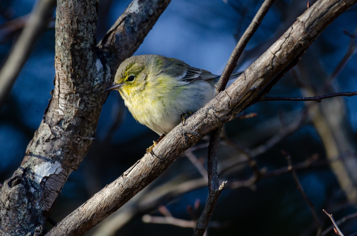 Pine Warbler - ML612350498