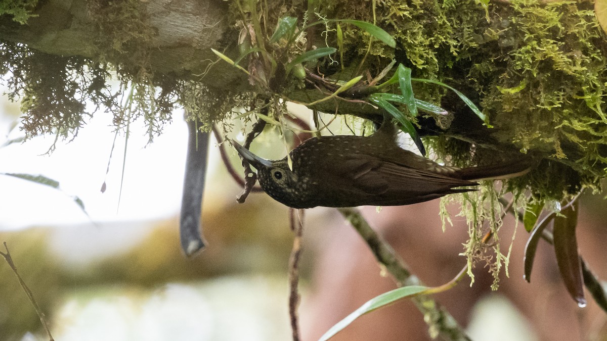 Olive-backed Woodcreeper - Mathurin Malby