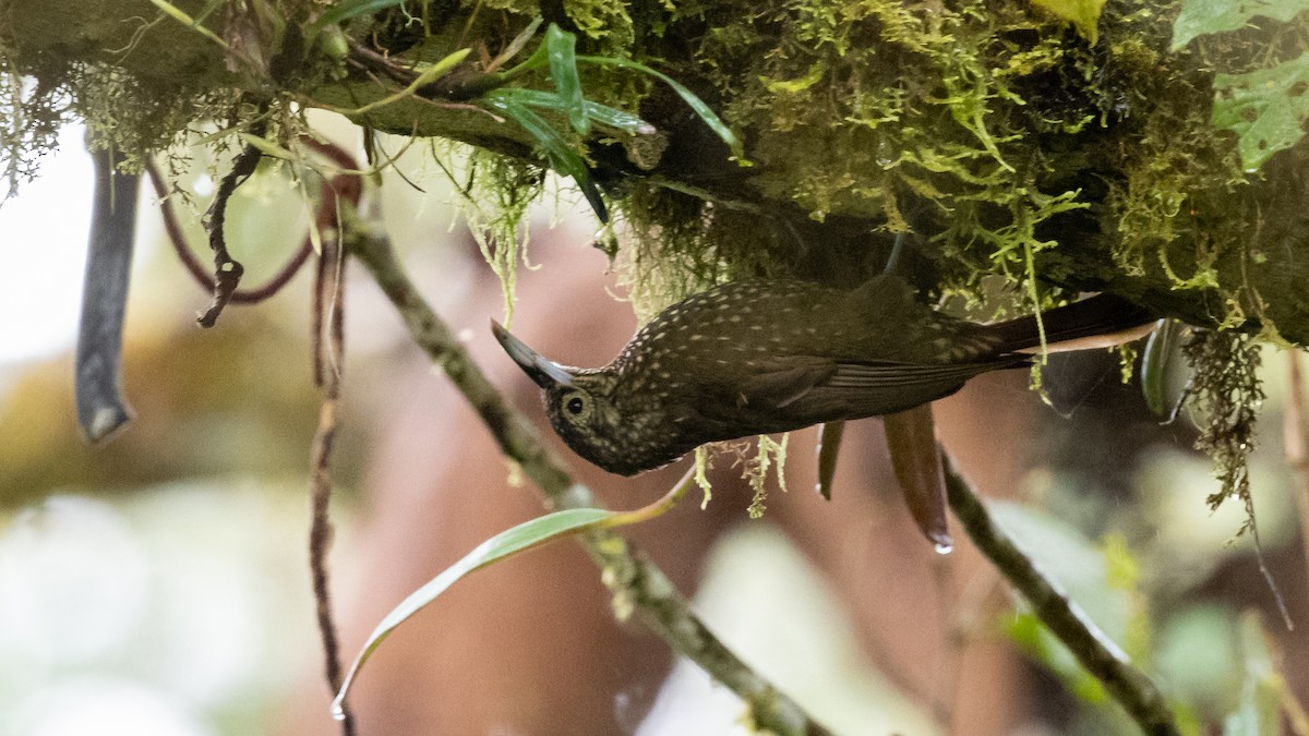 Olive-backed Woodcreeper - ML612350510