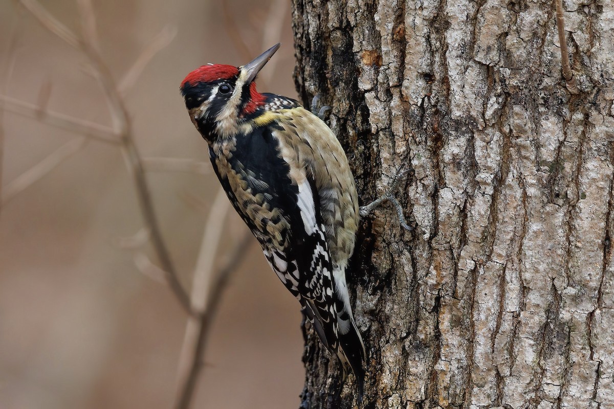 Yellow-bellied Sapsucker - ML612350538