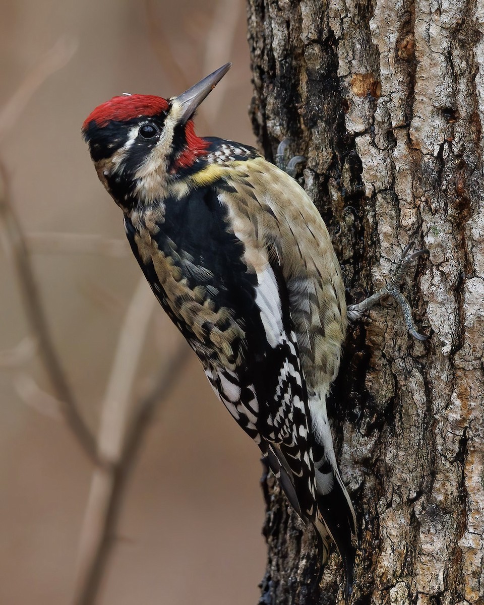 Yellow-bellied Sapsucker - ML612350585