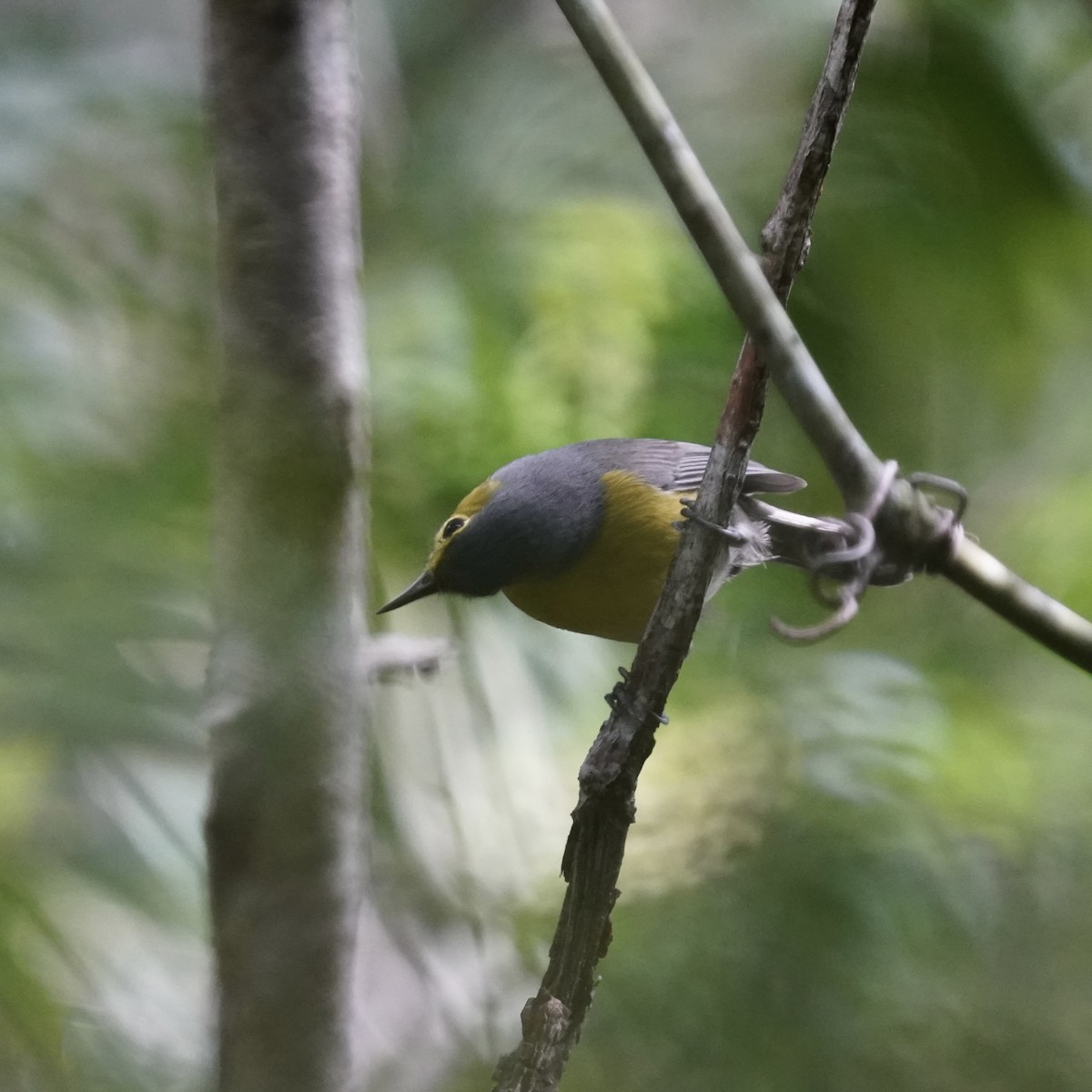 Oriente Warbler - Simon Thornhill