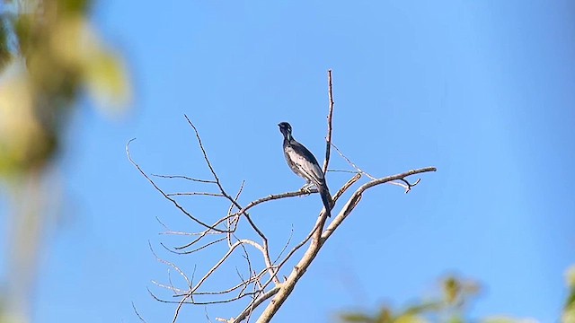 Bare-necked Fruitcrow - ML612350599