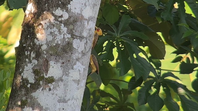 Cream-colored Woodpecker - ML612350610