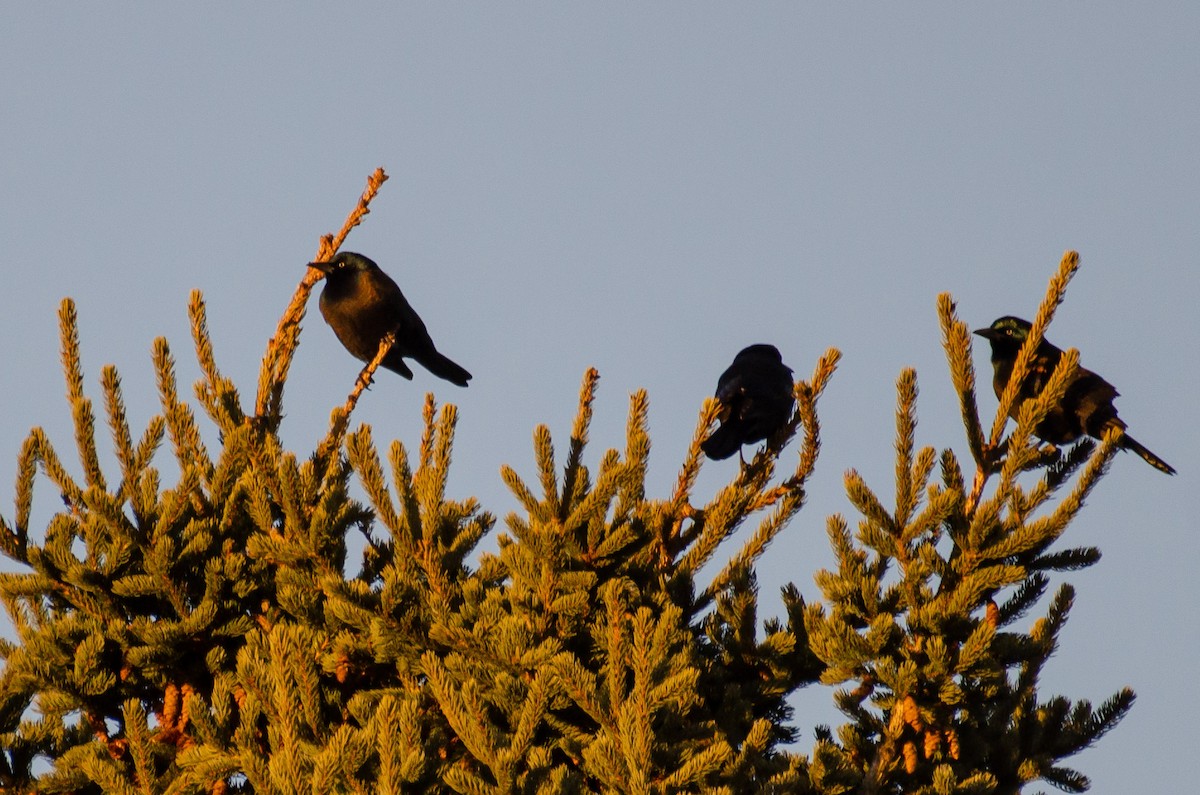 Common Grackle - ML612350634