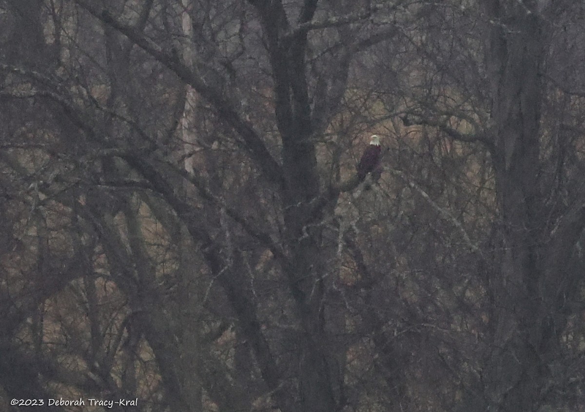 Bald Eagle - ML612350678