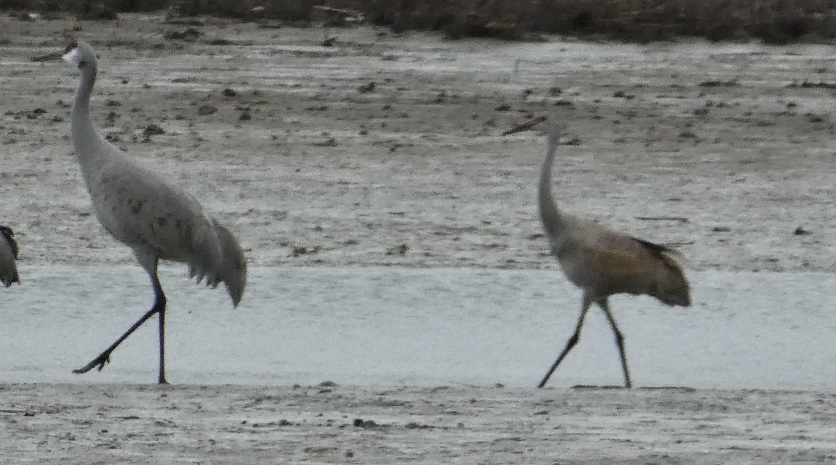 Sandhill Crane (canadensis) - ML612350720