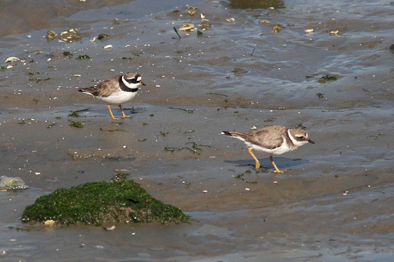 Common Ringed Plover - ML612350738