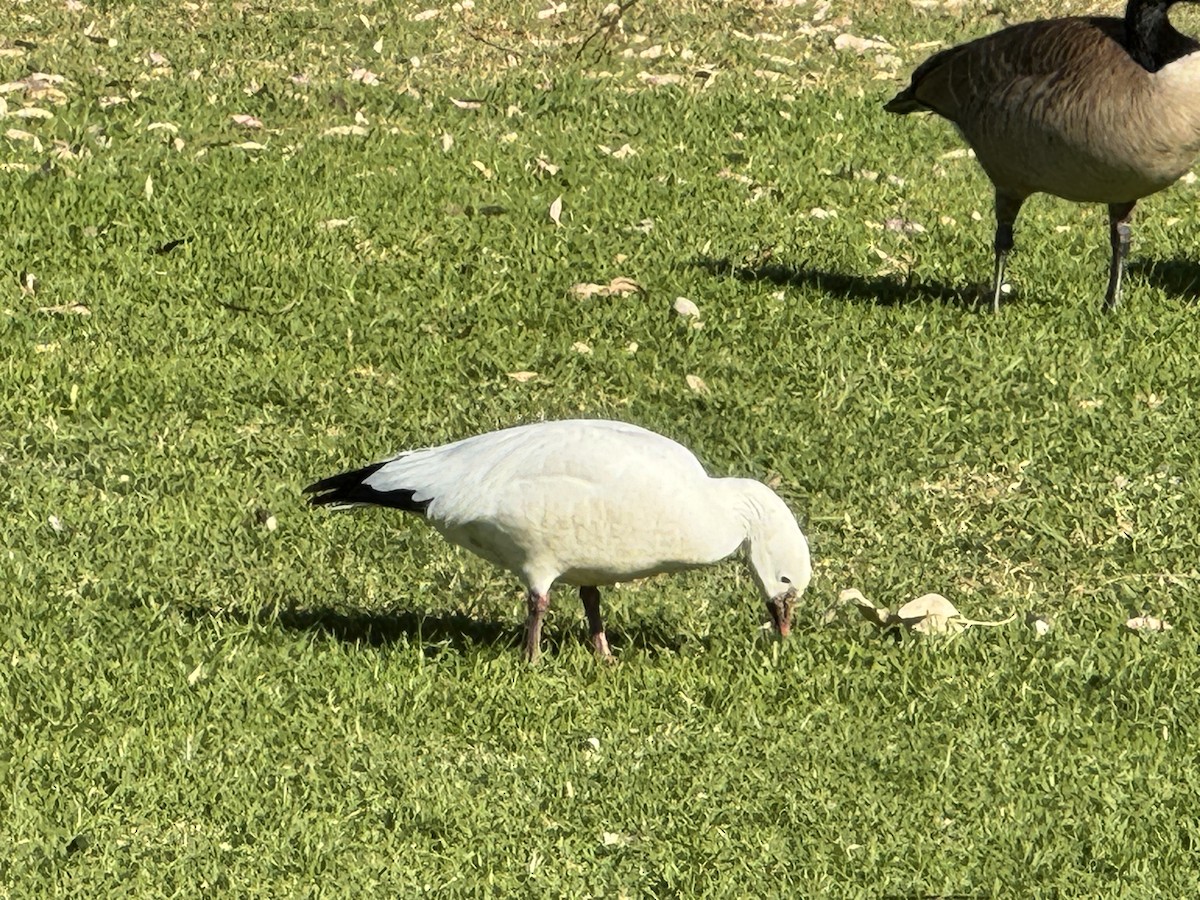 Ross's Goose - ML612350807