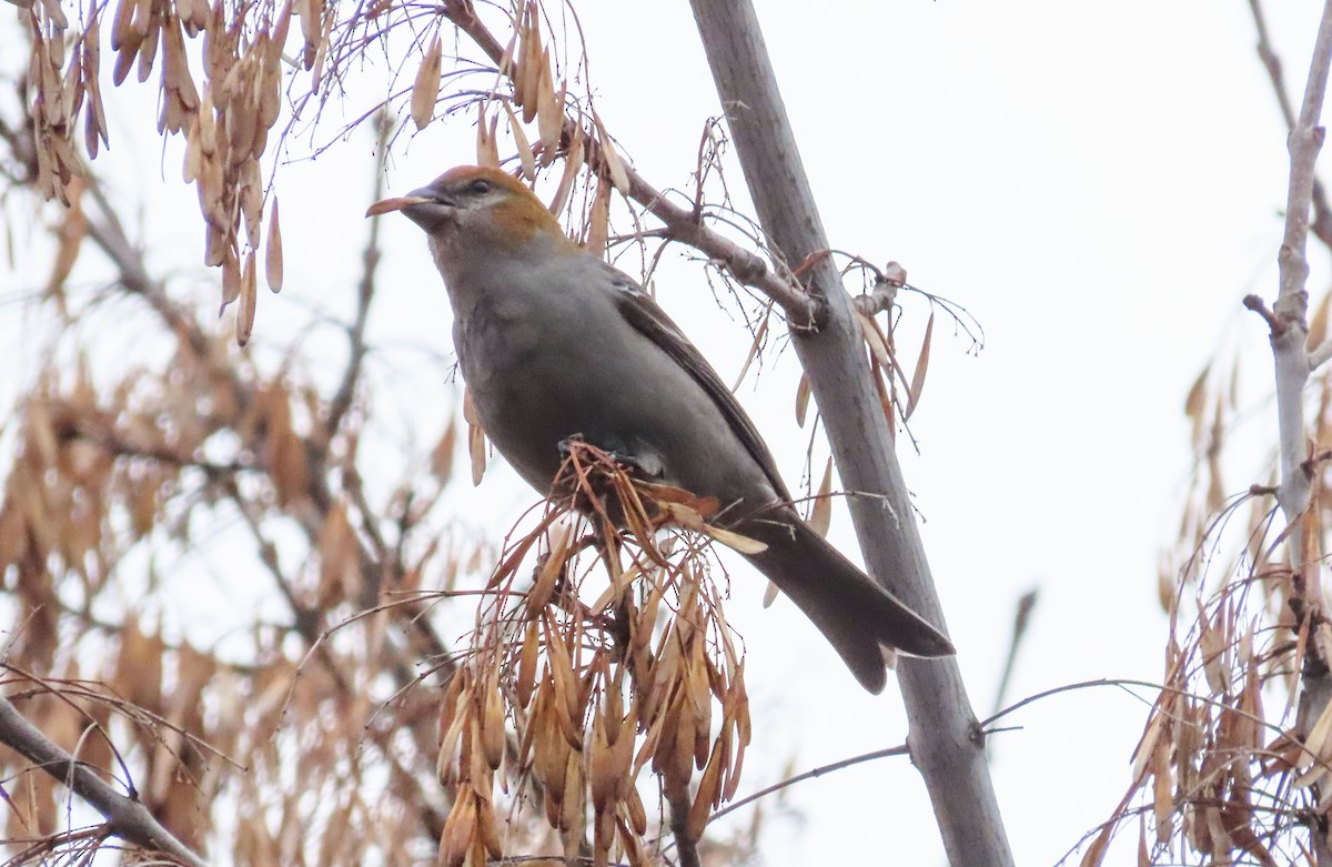 Pine Grosbeak - Nancy & Bill LaFramboise